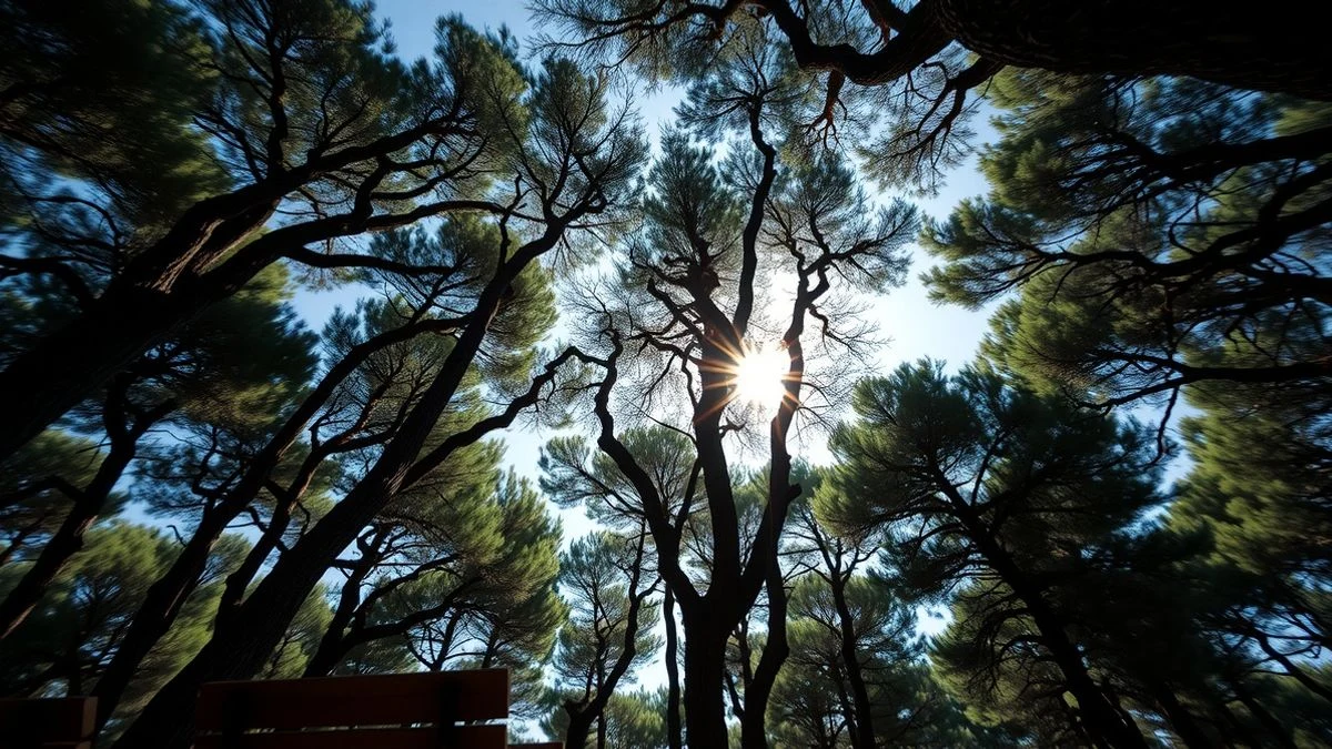 Imagen ilustrativa: un pinar mediterráneo visto desde el suelo, con la luz del sol filtrándose entre las copas y algunos bancos de madera entre los árboles.